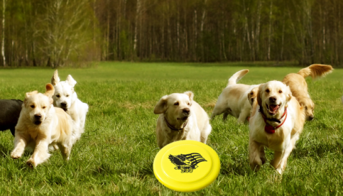 Freedom, Fetch & Fun: The Freedom250 Dog Disc (Dog Freesbie) That Lets Your Pup Fly Like America