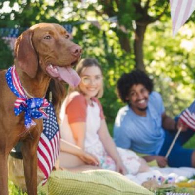 Celebrating Freedom with Pets