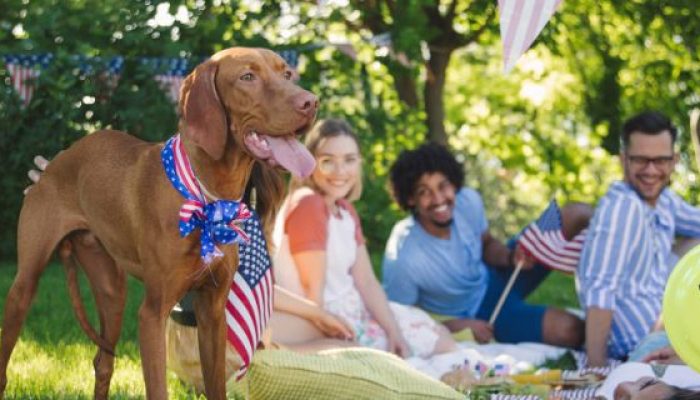 Celebrating Freedom with Pets